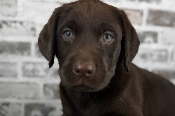 Splendidi cuccioli di Labrador disponibili | Foto 2