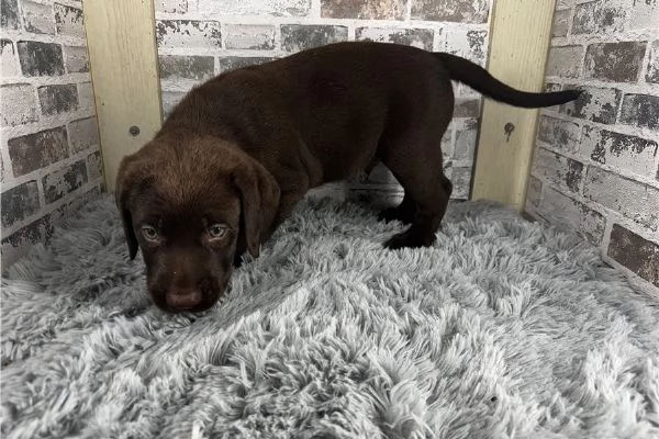 Splendidi cuccioli di Labrador disponibili | Foto 1