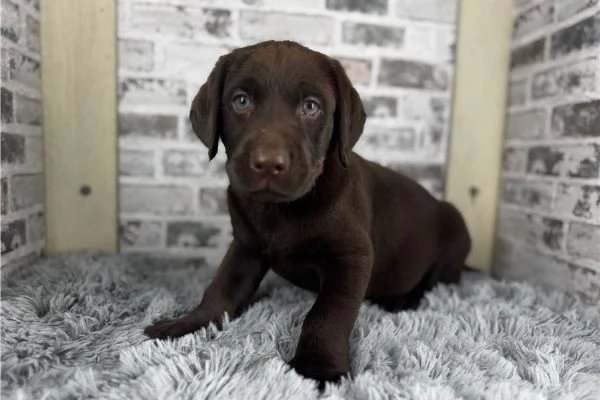 Splendidi cuccioli di Labrador disponibili | Foto 0