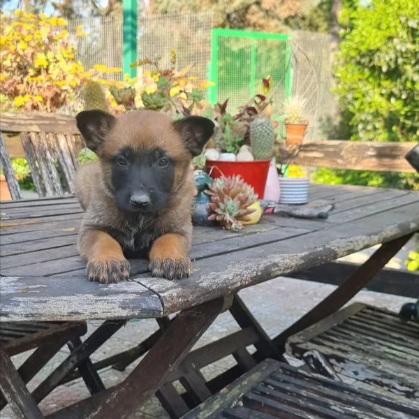 Cuccioli Pastore Belga Malinois con pedigree in tutta Italia 