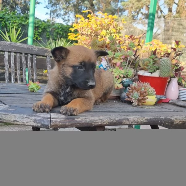 Cuccioli Pastore Belga Malinois con pedigree in tutta Italia  | Foto 4