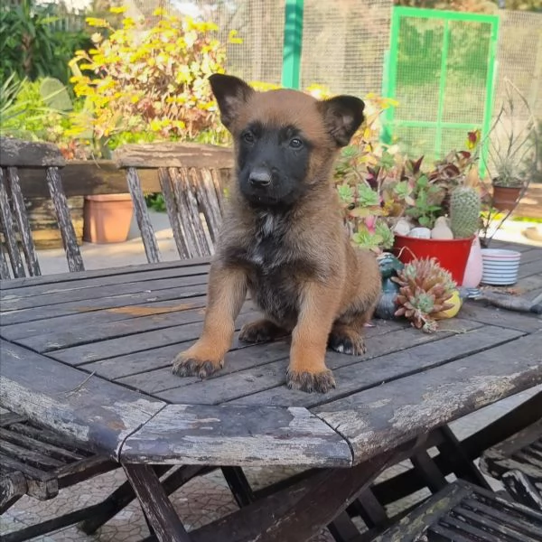 Cuccioli Pastore Belga Malinois con pedigree in tutta Italia  | Foto 3