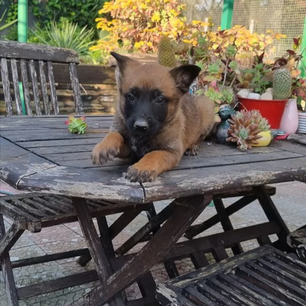 Cuccioli Pastore Belga Malinois con pedigree in tutta Italia  | Foto 2