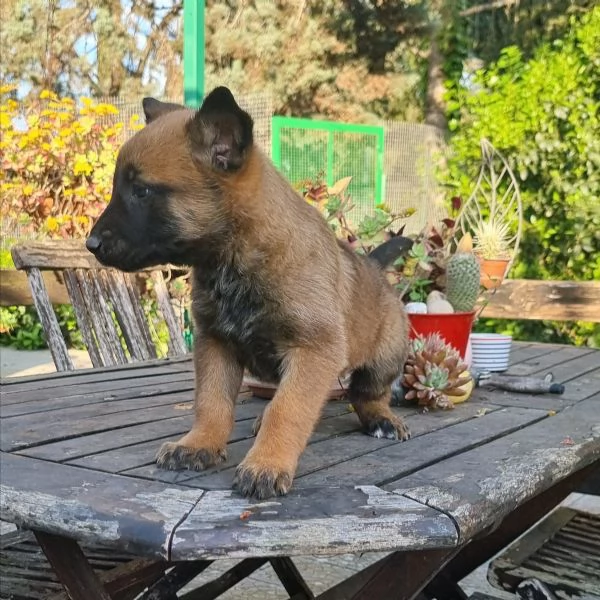 Cuccioli Pastore Belga Malinois con pedigree in tutta Italia  | Foto 1