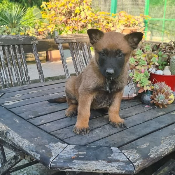Cuccioli Pastore Belga Malinois con pedigree in tutta Italia  | Foto 0