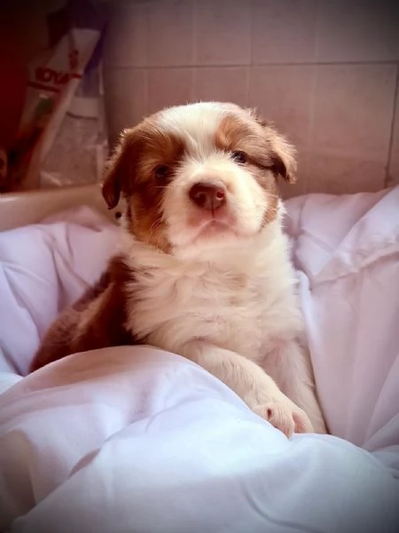 Border Collie Australian Shepherd mix | Foto 6