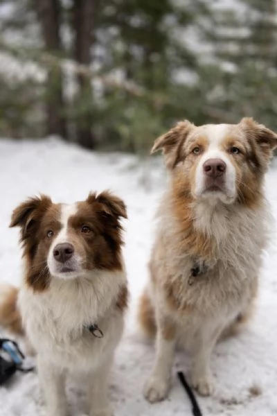 Border Collie Australian Shepherd mix