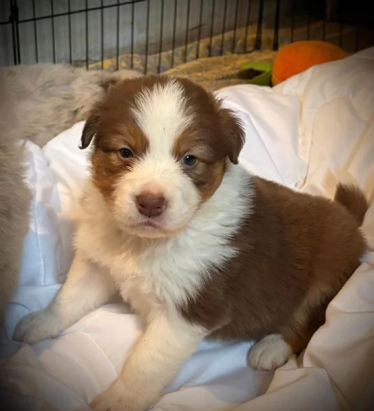 Border Collie Australian Shepherd mix | Foto 3