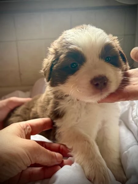 Border Collie Australian Shepherd mix | Foto 2