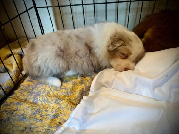 Border Collie Australian Shepherd mix | Foto 0