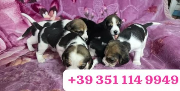 Regala un cucciolo di Beagle maschio e uno femmina | Foto 2