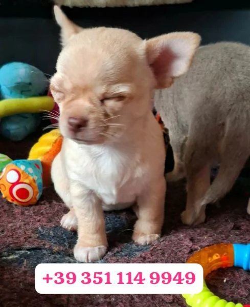 Regala un cucciolo di Chihuahua maschio e uno femmina | Foto 2