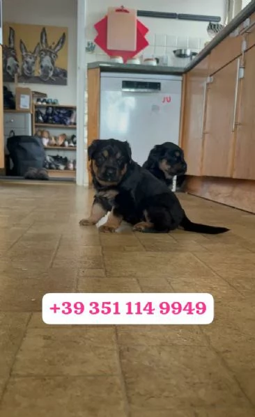 Regala un cucciolo di Rottweiler maschio e uno femmina