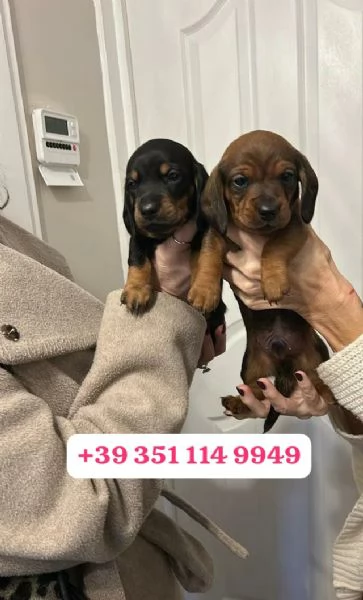 Regala un cucciolo di Bassotto maschio e uno femmina