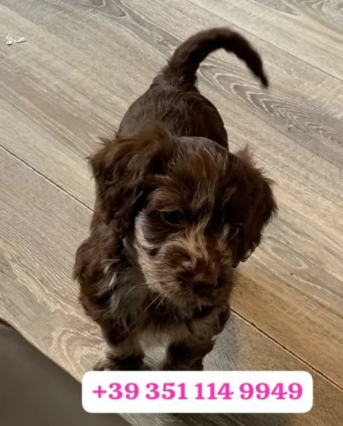 Regala un cucciolo di Cocker Spaniel Inglese maschio e uno femmina