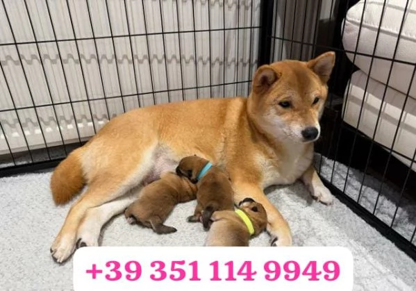 Regala un cucciolo di Shiba Inu maschio e uno femmina | Foto 0