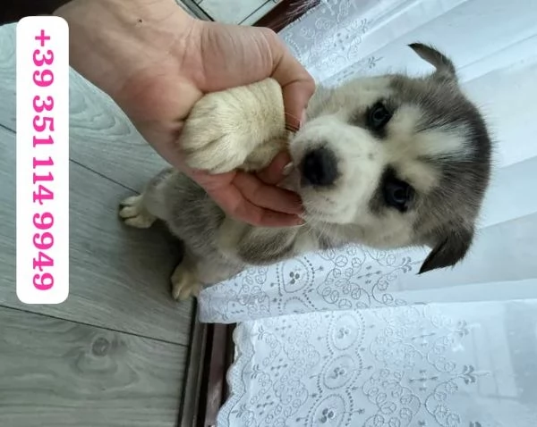 Regala un cucciolo di Husky maschio e uno femmina | Foto 1