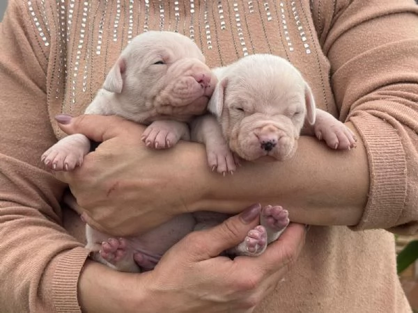 Bellissimi cuccioli dogo | Foto 4