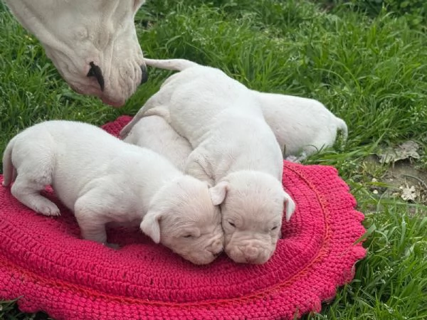 Bellissimi cuccioli dogo | Foto 1