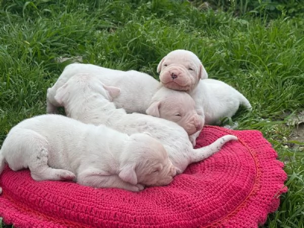 Bellissimi cuccioli dogo | Foto 0