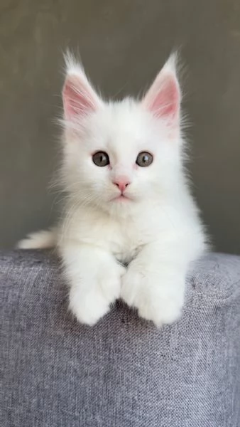 Cuccioli Maine Coon maschi e femmine | Foto 1
