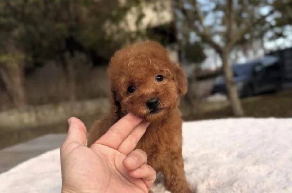 Cuccioli di Barboncini taglia piccola