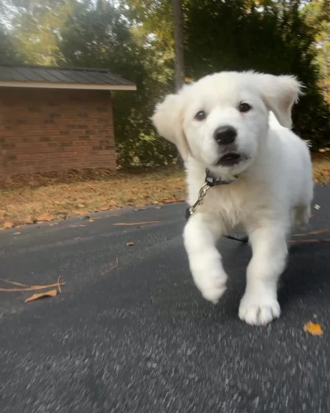 Meravigliosi cuccioli Golden Retriever