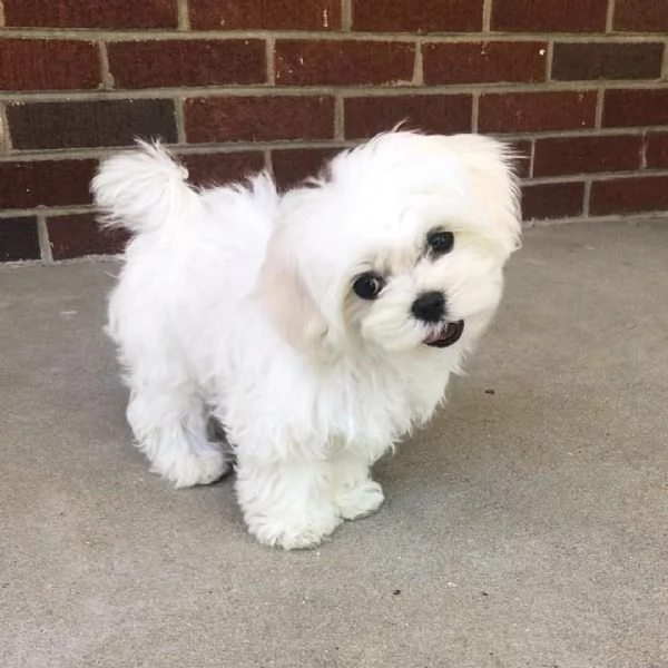 Cuccioli Maltese