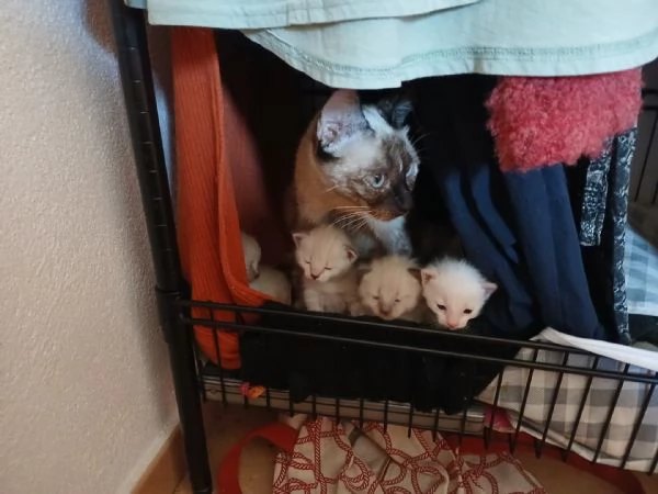 SIAMESI CUCCIOLI DISPONIBILI A MAGGIO