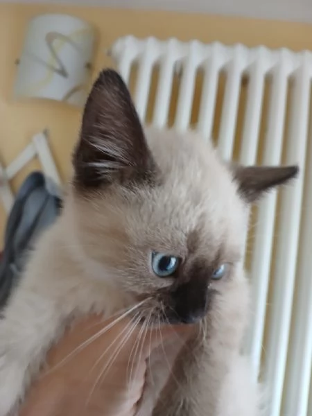 SIAMESI CUCCIOLI DISPONIBILI A MAGGIO | Foto 0