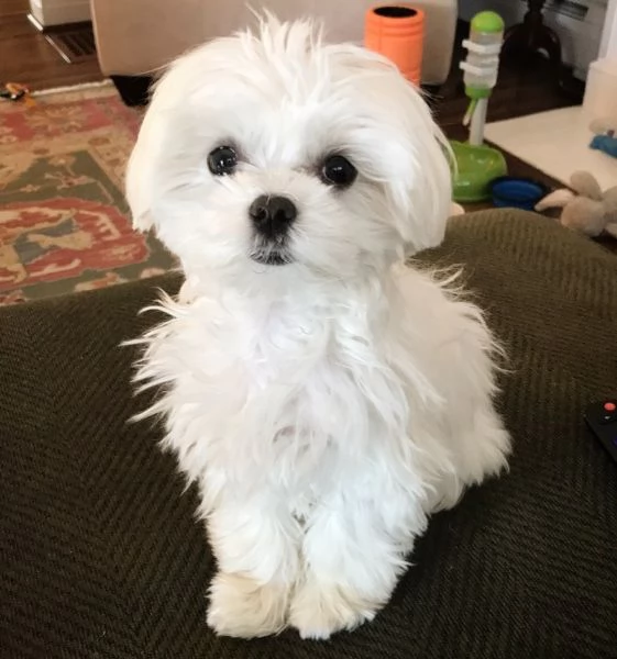 Maltese 
