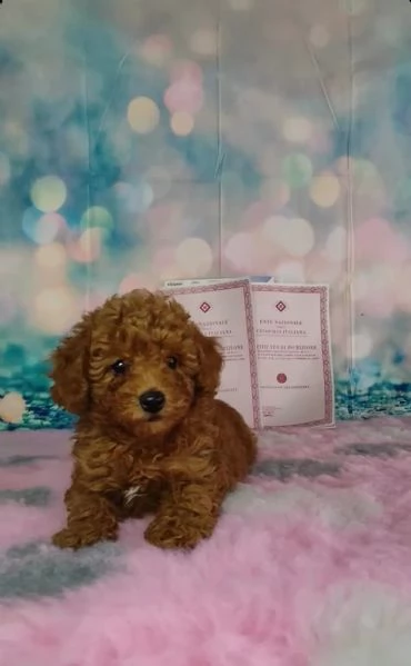 disponibili cuccioli di barboncini toy