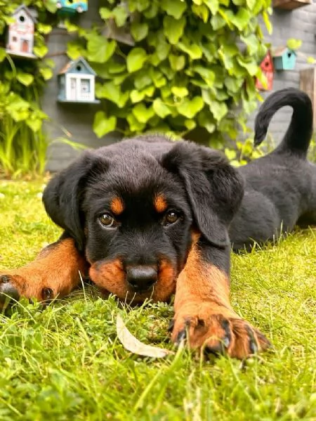 Cuccioli di Rottweiler disponibili | Foto 0
