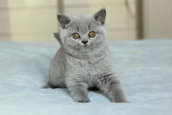 British Shorthair maschio e femmina