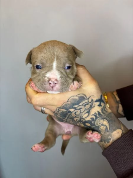 American Bully Pocket Merle | Foto 5