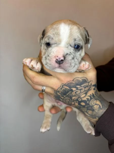 American Bully Pocket Merle | Foto 4