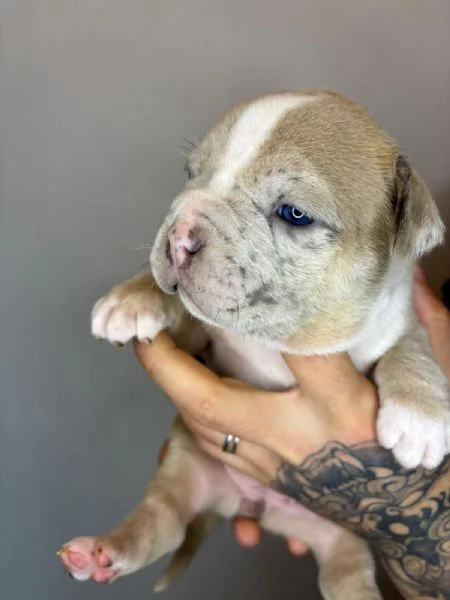 American Bully Pocket Merle | Foto 3