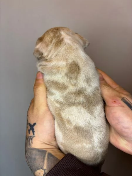 American Bully Pocket Merle | Foto 2
