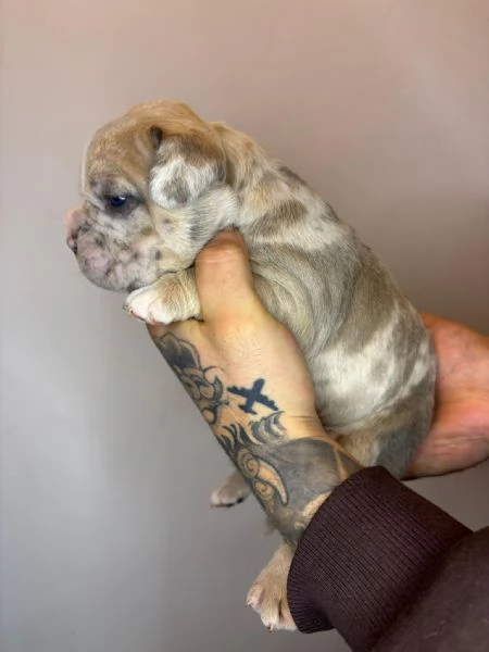 American Bully Pocket Merle | Foto 1
