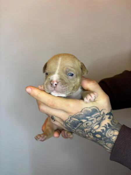 American Bully Pocket Merle | Foto 0