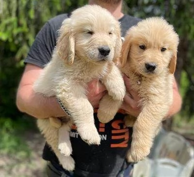 Adorabili cuccioli di Golden Retriever