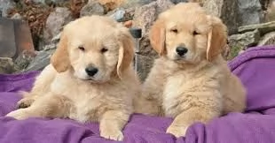 Splendidi cuccioli di Golden Retriever disponibili