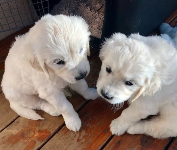 Cuccioli di golden retriever Bianchi