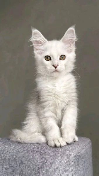 Disponibili Cuccioli di Maine coon  | Foto 0