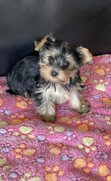  REGALO YORKSHIRE  | Foto 0