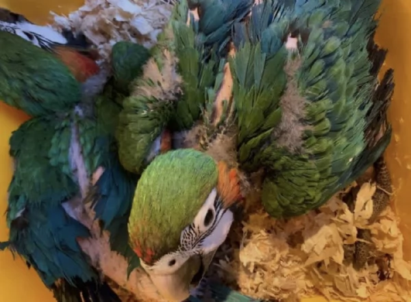 Cedo ara arauna | Foto 1