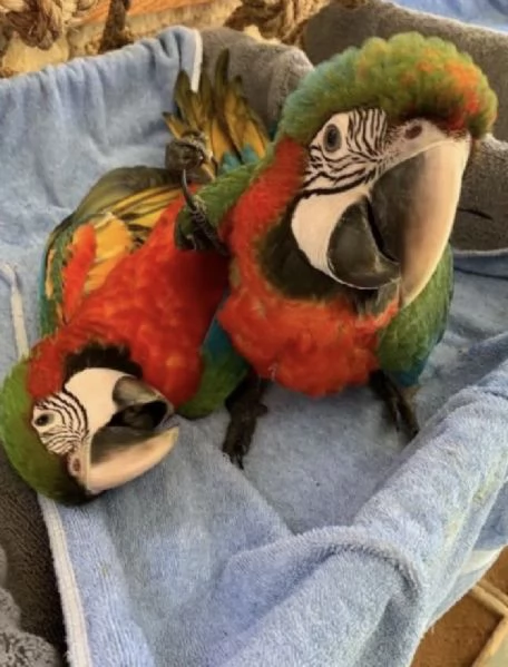 Cedo ara arauna | Foto 0