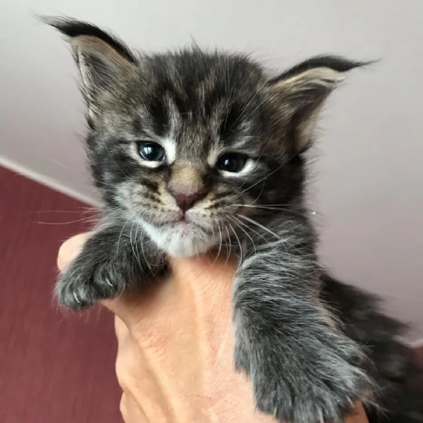 Vendo gatti di razza Mainecoon