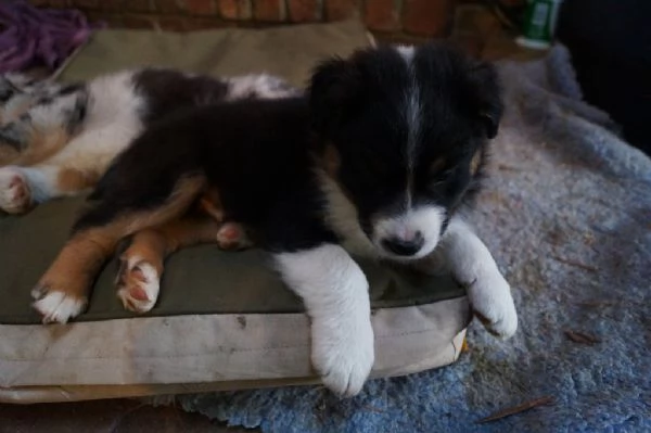 Bellissimi cuccioli di Pastore Australiano | Foto 0