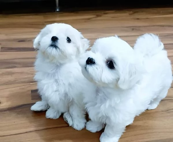 Maltesi cuccioli tutti bianchi